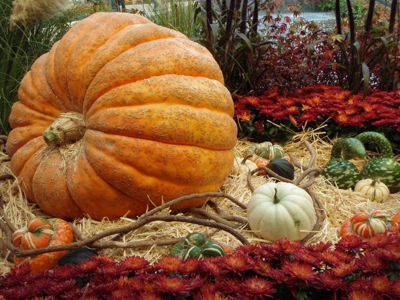 Free stock image of Pumpkin created by Wady Galfskiy