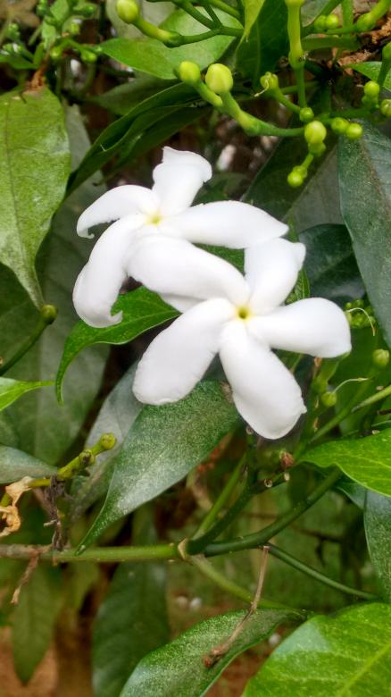 Free stock image of Fresh Flowers created by v vineet kumar