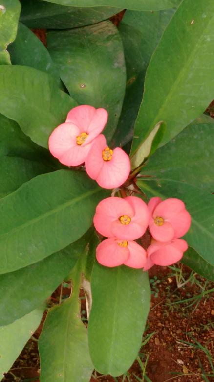 Free stock image of Flower created by v vineet kumar