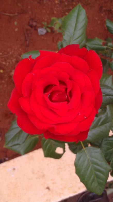 Free stock image of Red Rose created by v vineet kumar