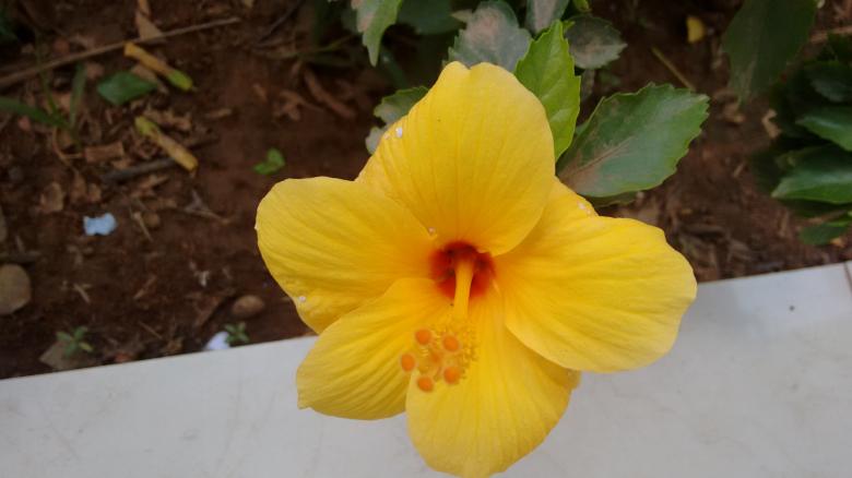 Free stock image of Yellow China Rose created by v vineet kumar