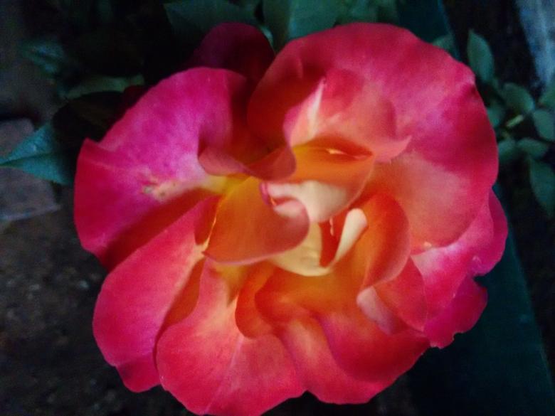 Free stock image of Rose created by v vineet kumar