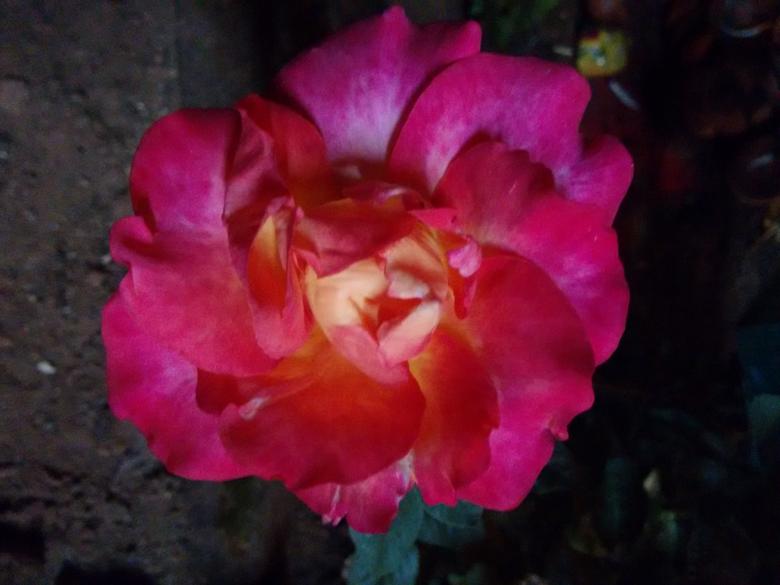 Free stock image of Rose created by v vineet kumar
