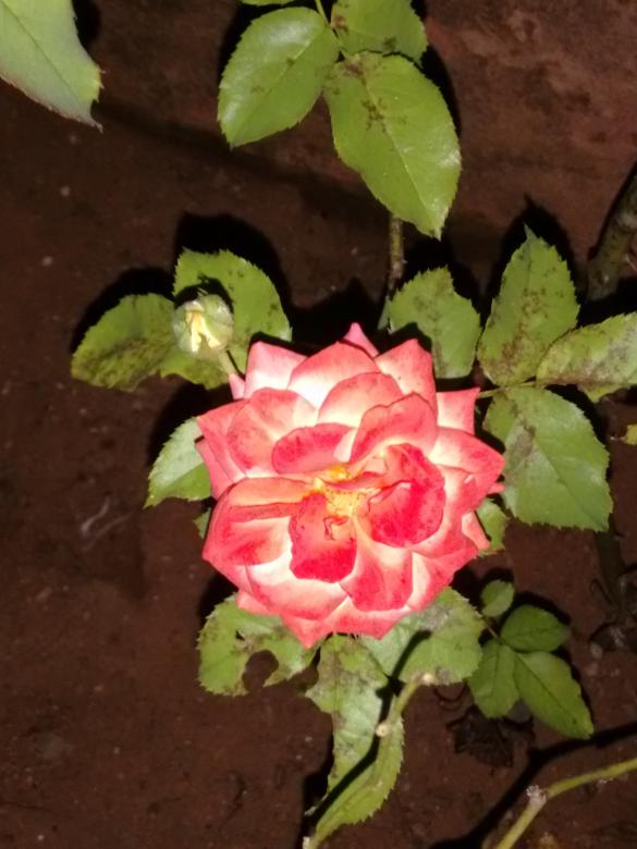 Free stock image of Rose created by v vineet kumar