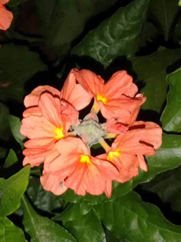 Free stock image of Orange Flower created by v vineet kumar