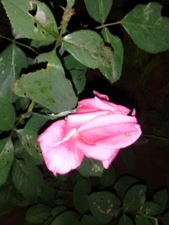 Free stock image of Rose created by v vineet kumar