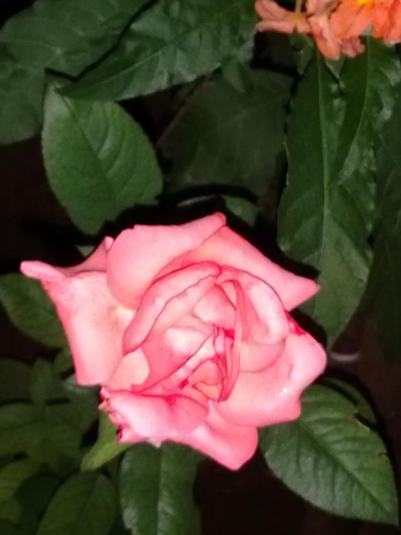 Free stock image of Pink Rose created by v vineet kumar