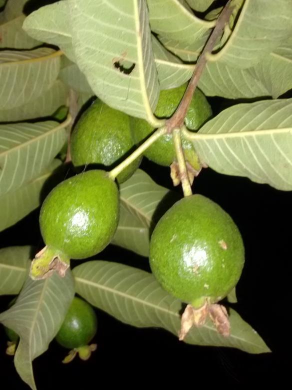 Free stock image of Guava created by v vineet kumar
