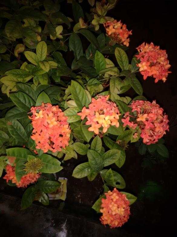 Free stock image of Ixora coccinea created by v vineet kumar