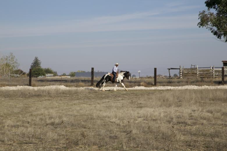 Free stock image of Vaquero created by dana richardson