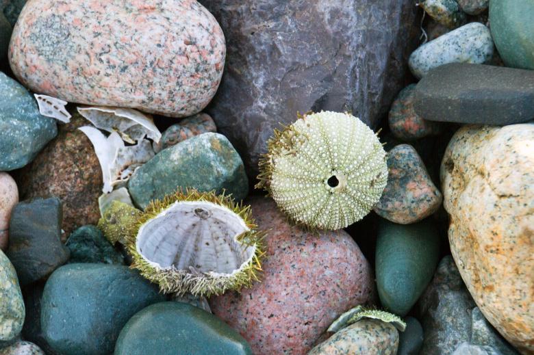 Free stock image of Sea Urchin created by Geoffrey Whiteway