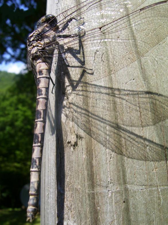 Free stock image of The Dragonfly created by Nature Girl