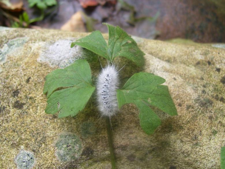 Free stock image of The Hickory Tussock Moth created by Nature Girl