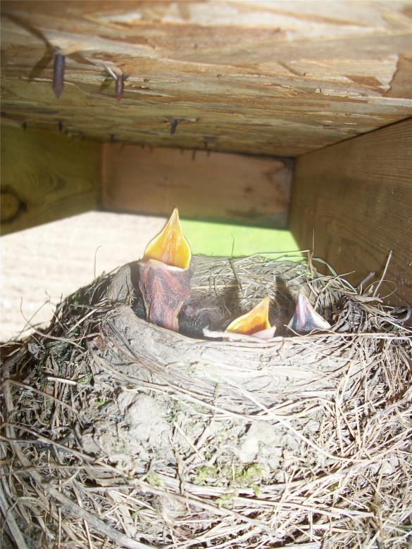 Free stock image of Crouching Photographer Hidden Birds created by Nature Girl