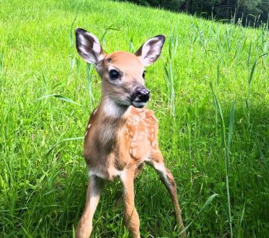 The Fawn - Free Stock Photo