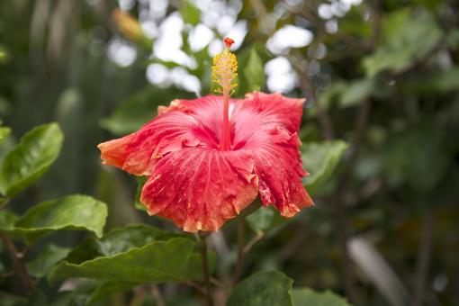 Beautiful flower