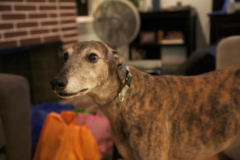 Free stock image of Greyhound rescue created by dana richardson