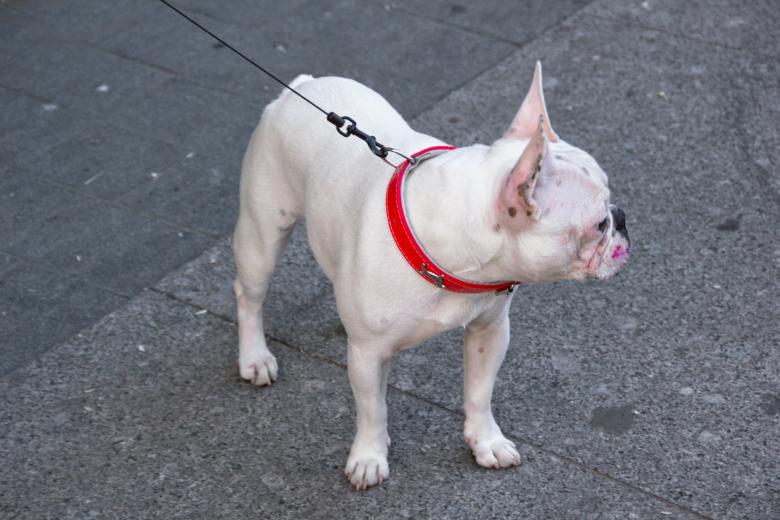 Free stock image of Bulldog created by 2happy