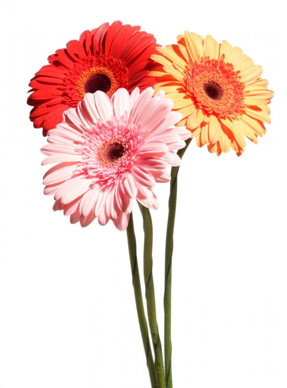 Free stock image of Gerberas on white created by 2happy
