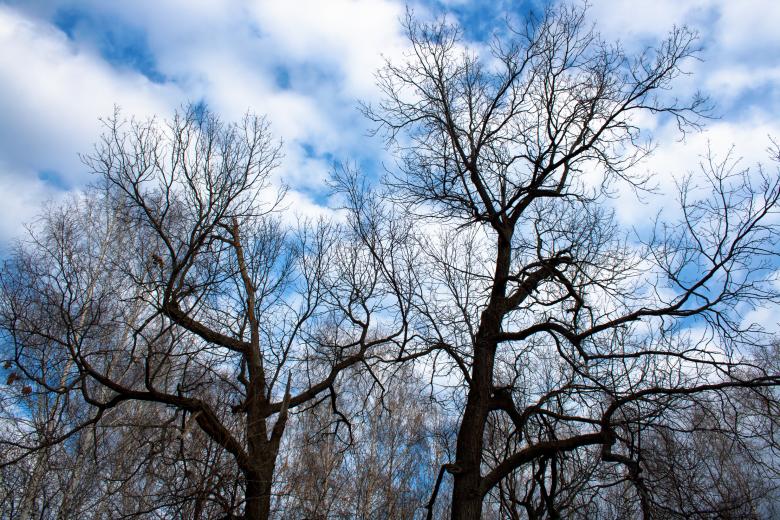 Free stock image of Branches created by 2happy