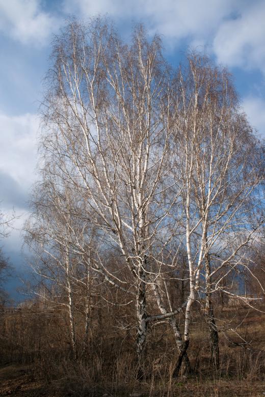 Free stock image of Birches created by 2happy