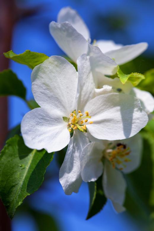 Free stock image of Cherry blossom created by 2happy