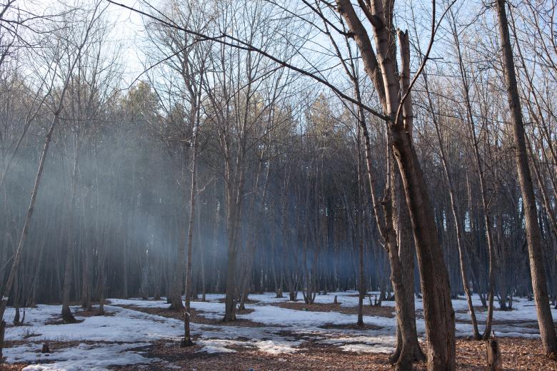 Free stock image of Trees in fog created by 2happy