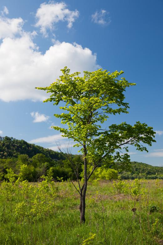 Free stock image of summer tree created by 2happy