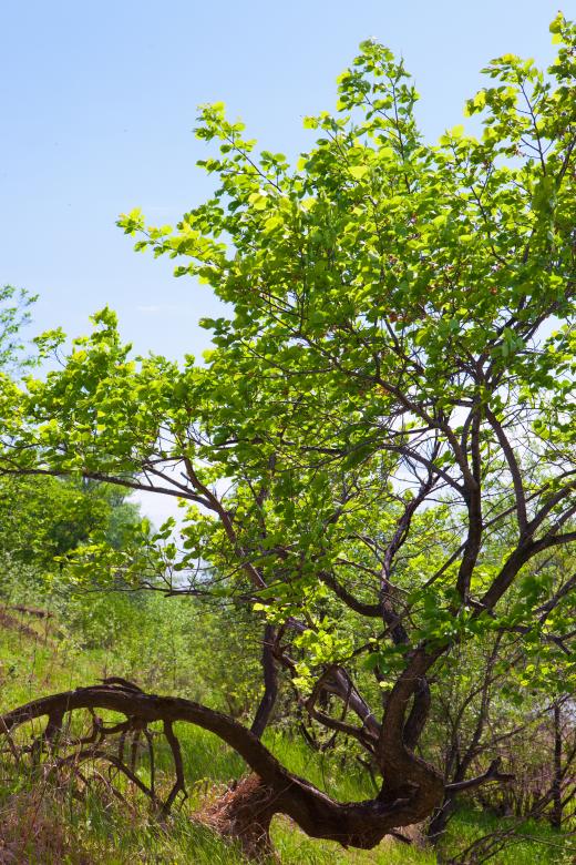 Free stock image of Summer tree created by 2happy