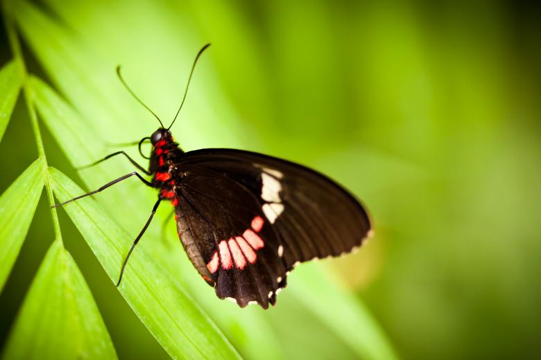 Free stock image of Beautiful Butterfly created by Bjorgvin