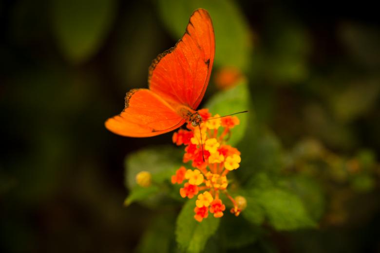 Free stock image of Orange Butterfly created by Bjorgvin
