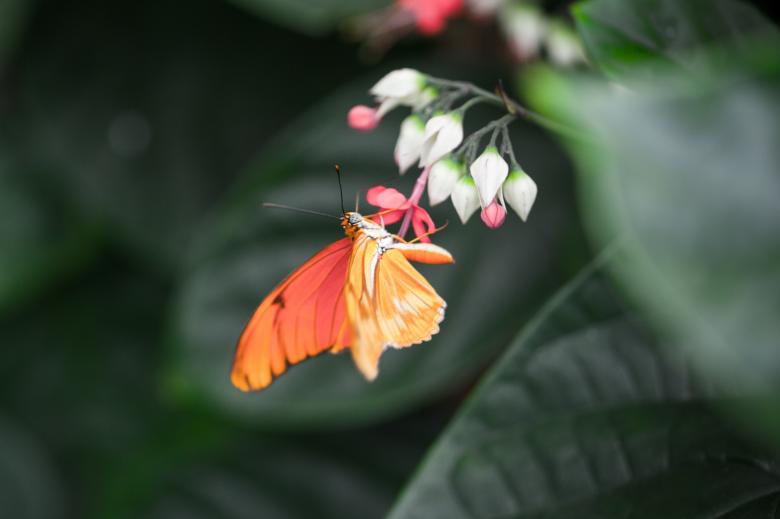 Free stock image of Orange Butterfly created by Bjorgvin