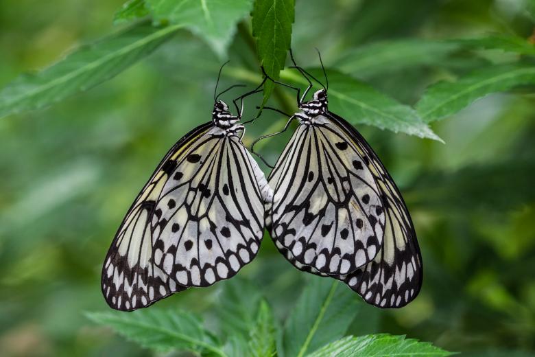 Free stock image of Butterfly Love created by Bjorgvin
