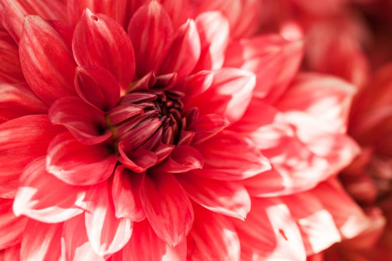 Free stock image of Beautiful Red Flower created by Bjorgvin