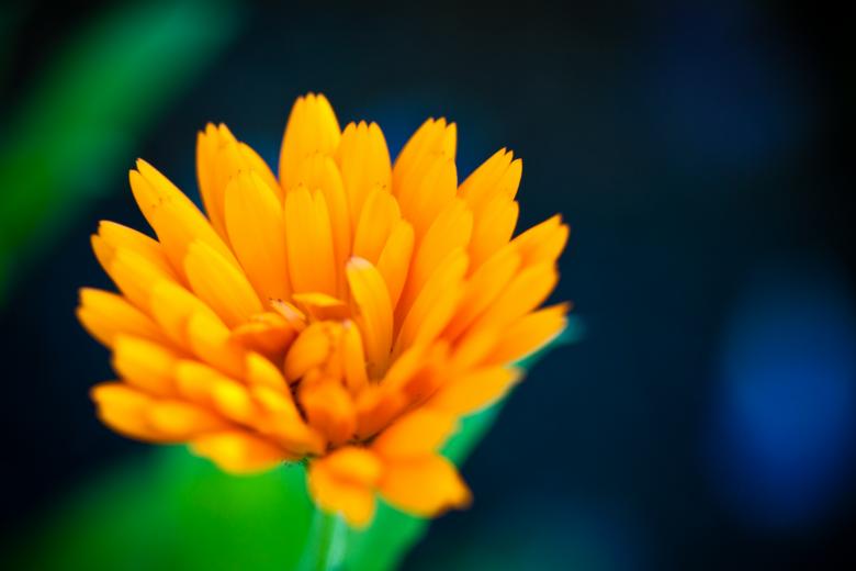 Free stock image of Bright Yellow Flower created by Bjorgvin