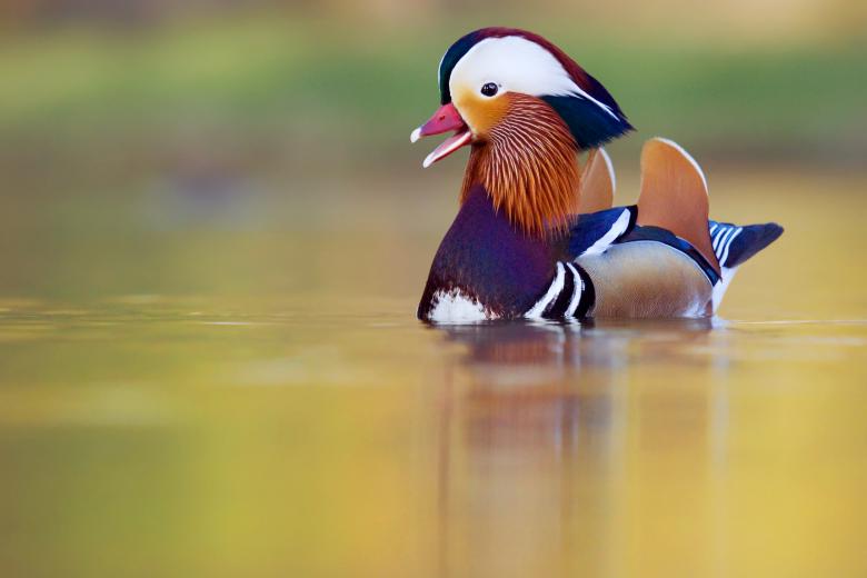 Free stock image of Bird in the Lake created by Štěpánka Ulrichová
