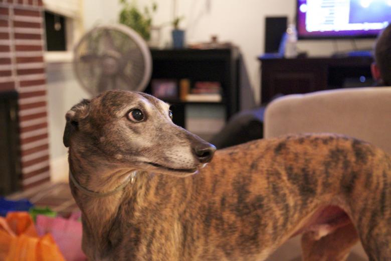 Free stock image of Whiskey the greyhound rescue created by dana richardson