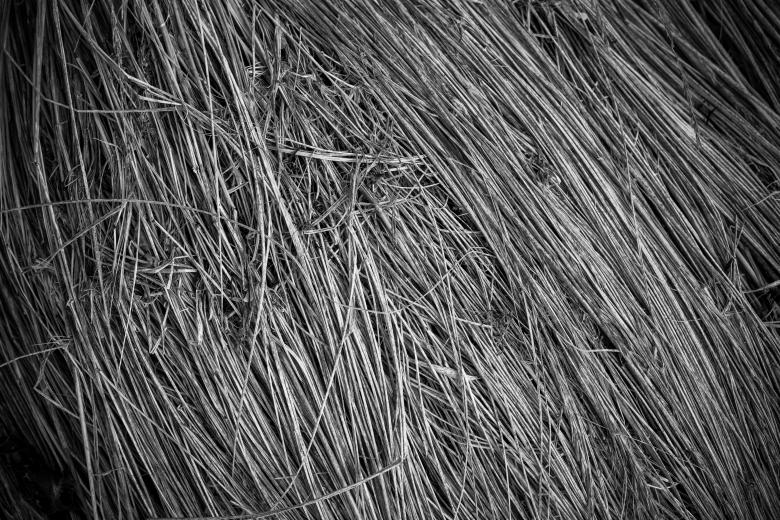 Free stock image of Fallen Grass Texture created by Bjorgvin