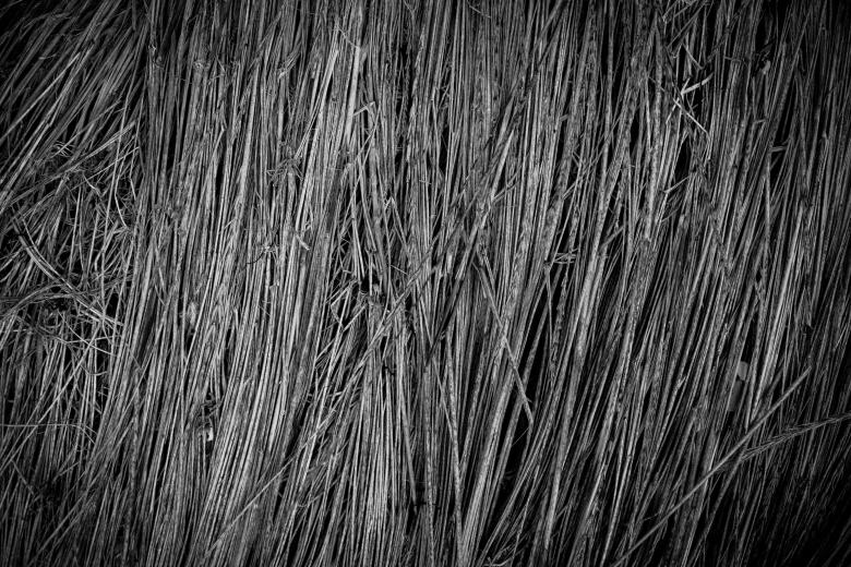 Free stock image of Fallen Grass Texture created by Bjorgvin
