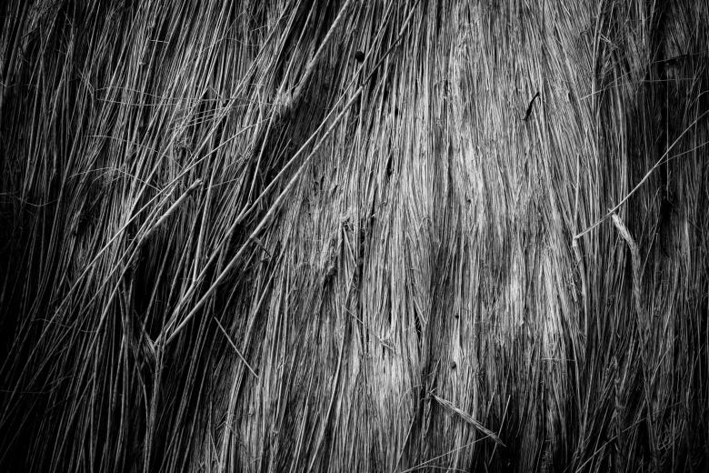 Free stock image of Fallen Grass Texture created by Bjorgvin