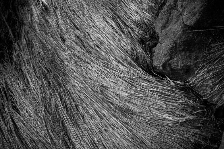 Free stock image of Fallen Grass Texture created by Bjorgvin