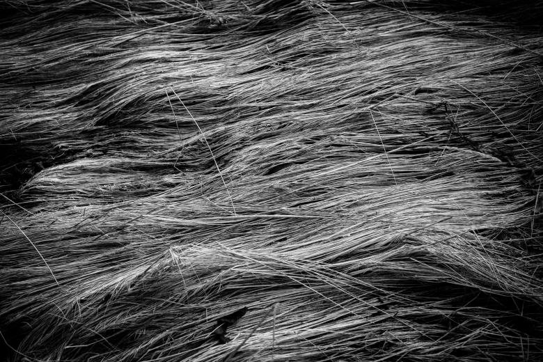 Free stock image of Fallen Grass Texture created by Bjorgvin