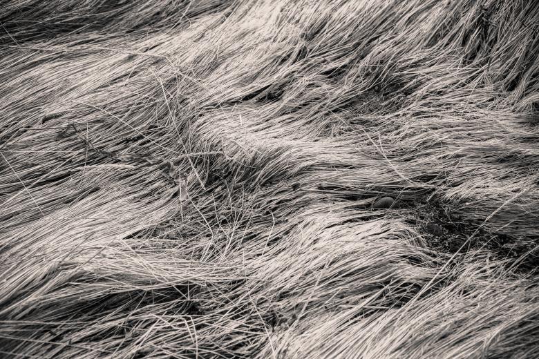 Free stock image of Fallen Grass Texture created by Bjorgvin