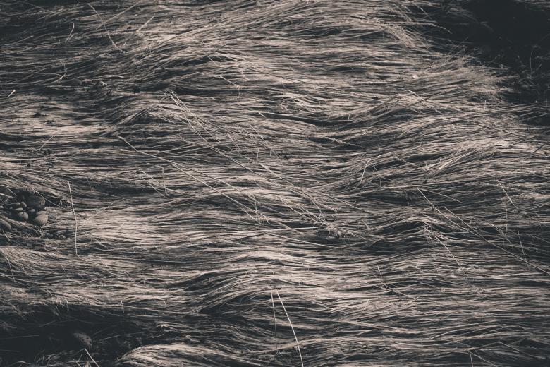 Free stock image of Fallen Grass Texture created by Bjorgvin