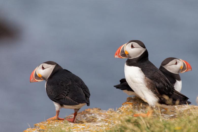 Free stock image of Puffins created by Geoffrey Whiteway