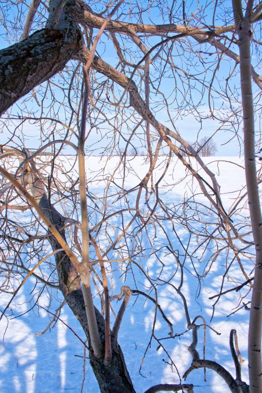 Free stock image of winter tree branches created by 2happy