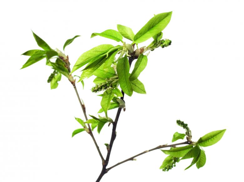 Free stock image of green branch created by 2happy