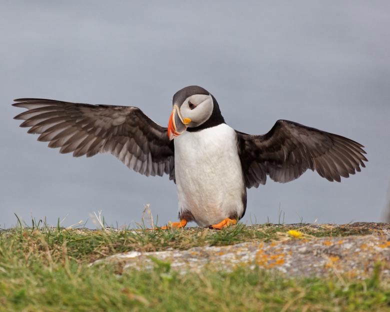 Free stock image of Puffins created by Geoffrey Whiteway