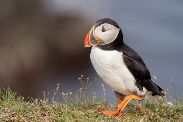 Free stock image of Puffin created by Geoffrey Whiteway