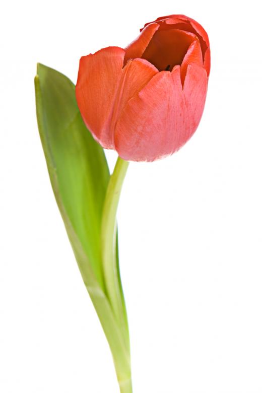 Free stock image of Red tulip created by 2happy